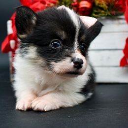 Rogue - Black and tan female Pembroke Welsh Corgi puppy in San Antonio, Texas from Moxxi's Legacy Corgis