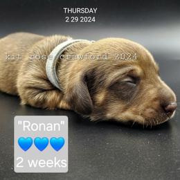 Dachshund Puppies from Wayward Home Dachshunds