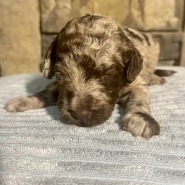 Hershey - Merle male Goldendoodle puppy in Lake City, Florida from Dream Hollow Farm
