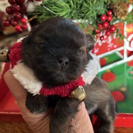 Scout - Gold male Shih Tzu puppy in Claremont, California from Lovable Shih Tzus
