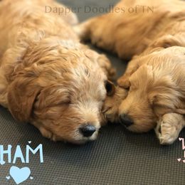 Goldendoodle Puppies from Dapper Doodles of Tennessee