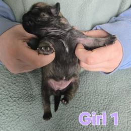Girl 1 - Brindle female Pug puppy in Auburn, Kentucky from Prentice Family Pugs