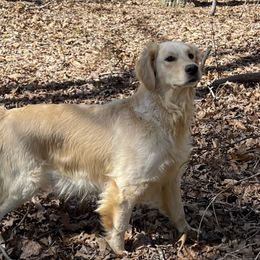 Sunny - Golden Retriever