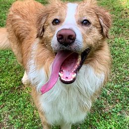 Border Collie All Grown Up from Buck Branch Border Collies