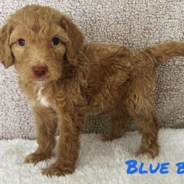 Boy 3 - Apricot Goldendoodle puppy in Modesto, California from Two Doods Doodles