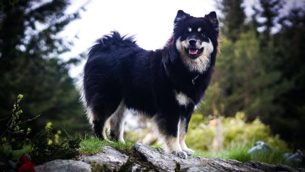 Find Finnish Lapphund puppies for sale near Olympia, WA