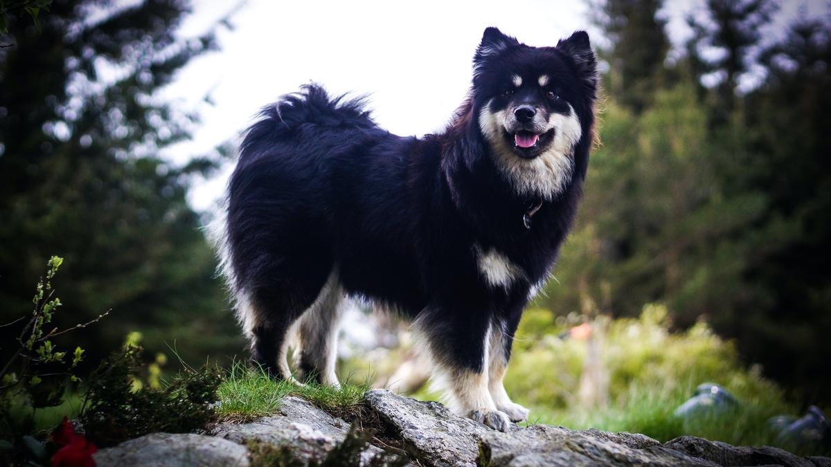 Photo inspiration: Visual Reference: 25 Cute Finnish Lapphund Puppies For Sale