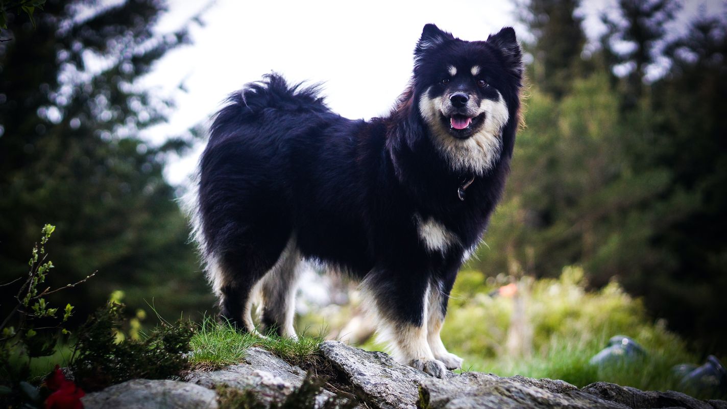 Finnish Lapphund
