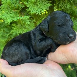 Dominion - Black male Goldendoodle puppy in Lancaster, Pennsylvania from Doodles in the Skye