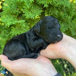 Dominion - Black male Goldendoodle puppy in Lancaster, Pennsylvania from Doodles in the Skye