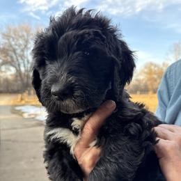 Girl 4 hot pink collar - Black and white female Sheepadoodle puppy in Eleva, Wisconsin from Molly’s Doodles