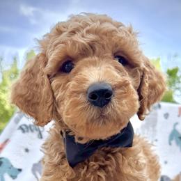 Black Collar Boy - Red male Double Doodle puppy in Clarks Hill, South Carolina from Rosie’s Double Doodles