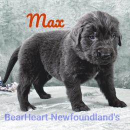 Max - Gray male Newfoundland puppy in Cortez, Colorado from Bear Heart Newfoundlands, LLC