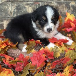 Hera - Black tri-color female Australian Shepherd puppy in Harrah, Oklahoma from Kamm's Aussies