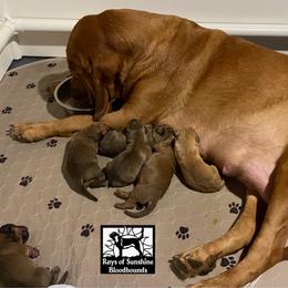 Red male - Red male Bloodhound puppy in Pelahatchie, Mississippi from Rays Of Sunshine Bloodhounds