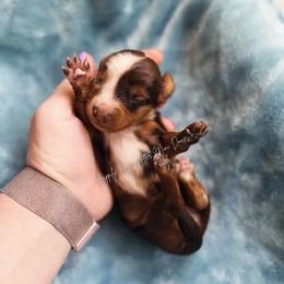 Theodore - Dapple male Dachshund puppy in Robesonia, Pennsylvania from Happily Ever After’s Puppies