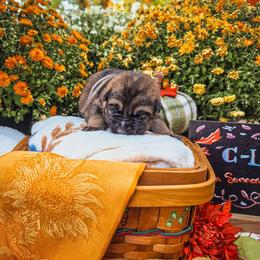 Gray Collar - Sable male German Shepherd puppy in Basehor, Kansas from Sonnengold German Shepherds