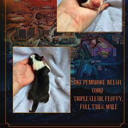 Hopper - Black and white male American Corgi puppy in Mansfield, Ohio from Moonrise corgis