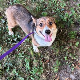 Diamond - Pembroke Welsh Corgi