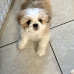 Shih Tzu Puppies from Sarayas Shih Tzus