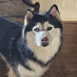 Siberian Huskies from Apple Oak Castle Siberians