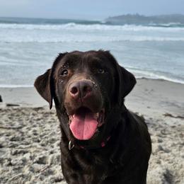 Willow - Chocolate female Labrador Retriever puppy in Elk Grove, California from Labrador Trails