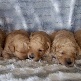 Goldendoodle and Poodle Puppies from Golden B Acres