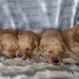 Goldendoodle and Poodle Puppies from Golden B Acres