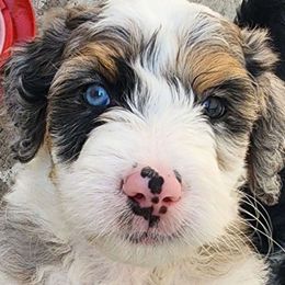 Clay - Blue merle Aussiedoodle puppy in Moreno Valley, California from Rainbow SoCal Doodles