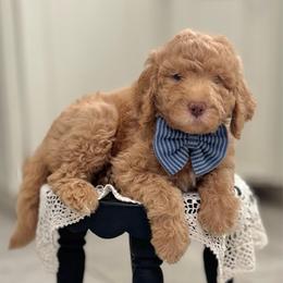 Bedtime Bear- Light Blue Collar - Apricot male Goldendoodle puppy in Bay City, Texas from Charming Doods Goldendoodles