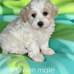 Owen - Apricot male Maltipoo puppy in West Jordan, Utah from Doodles Friend