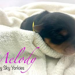 Melody - Black and tan female Yorkshire Terrier puppy in Galesburg, Illinois from Sunny Sky Yorkies