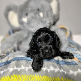 Cockapoo and Goldendoodle Puppies from Capital Doodles