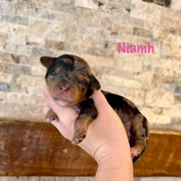 Niamh - Merle female Bernedoodle puppy in Midland, Michigan from Northern Charm Farm