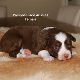 Sweet Red - Red tri female Miniature Australian Shepherd puppy in Chandler, Oklahoma from Parsons Place Aussies