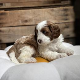 Daisy - Blenheim female Cavapoo puppy in Orrstown, Pennsylvania from Pawfect Fur Friends
