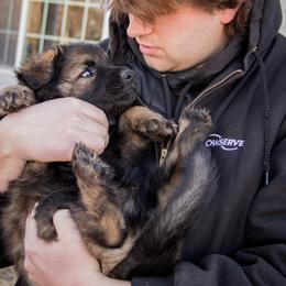 German Shepherd Puppies from Journey's German Shepherds (Kennel Vom Himmel)