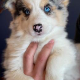 Pomsky Puppies from Rosehill Pomskies