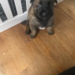Belgian Malinois Puppies from Focused Obedient Belgian Malinois