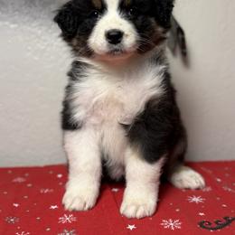 Beebop - Black tri-color female Australian Shepherd puppy in Touchet, Washington from Northwest Rainbow Aussies and Golden Retrievers