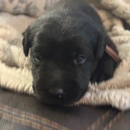 Girl 1- first pick black female - Black female Labrador Retriever puppy in Isanti, Minnesota from Four Corners Family Labs