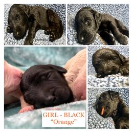 Goldendoodle and Poodle Puppies from SnickerDoodlePups