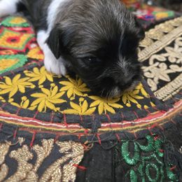 Louis - Chocolate sable male Havanese puppy in East Orlando, Florida from Havanese Puppies of Central FL