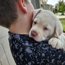 Nibbles - Labrador Retriever puppy from Walnut Creek English Labs