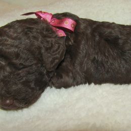Goldendoodle and Poodle Puppies from David & Patricia Elliott