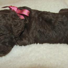 Goldendoodle and Poodle Puppies from David & Patricia Elliott