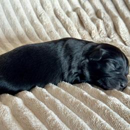 Luna - Black & white female Miniature Australian Shepherd puppy in New Hampton, Iowa from Full River Australian Shepherds