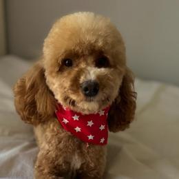 Sweetie - Poodle