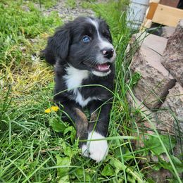 Littlefoot - Black tri-color male Australian Shepherd puppy in Cook, Minnesota from RL Australian Shepherds