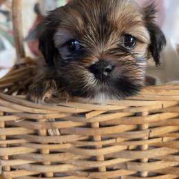 Dexter - Brindle male Lhasa Apso puppy in Hull, Massachusetts from Pawjama Kennel